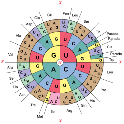 Questão A figura é um diagrama em forma de roda que relaciona os 64 ...