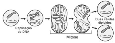 Questão Com base na análise da figura, que ilustra o processo de mitose ...