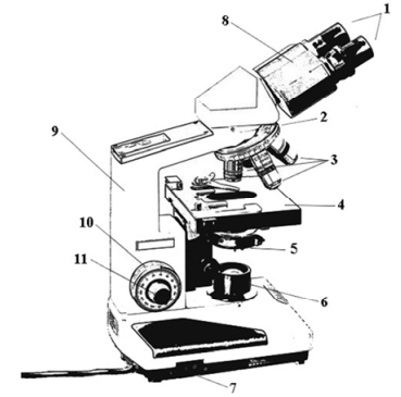 Questão O microscópio óptico é um instrumento indispensável aos ...