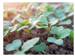 Questo Do plants feel pain?Given that plants do not have pain receptors,  nerves, or a brain, they do not feel pain a...