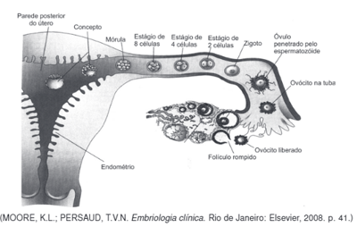 Questão Analise a figura a seguir.Com base na figura que ilustra a ...